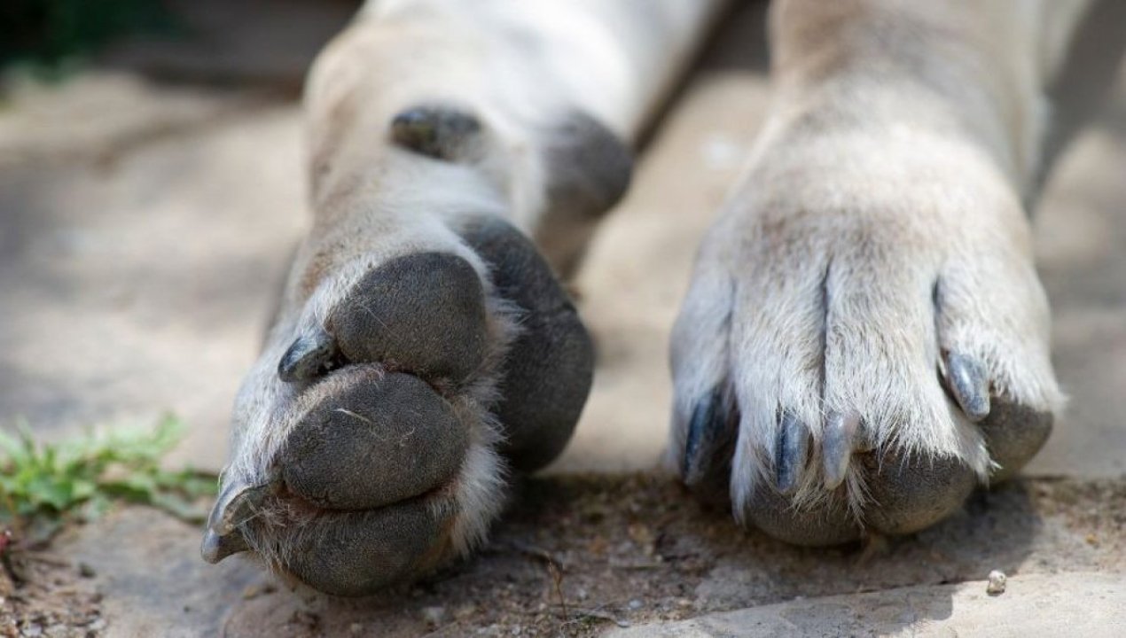 /hombre-es-mordido-gravemente-por-perros-en-taltal