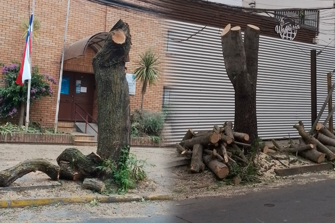 /regionales/region-del-biobio/municipio-de-concepcion-declaro-perdida-total-de-arboles-podados-por-cge