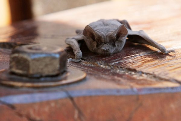 ISP confirmó caso de rabia en murciélago en Frutillar Bajo y activó protocolos preventivos