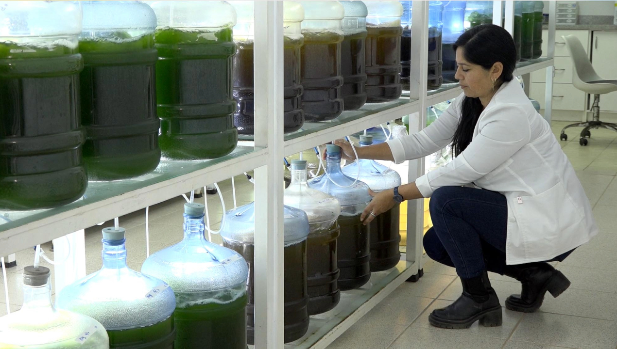 /antofagasta/innovacion-cientificos-de-la-ua-produciran-harina-rica-en-omega-3